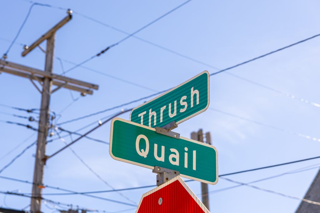 Street signs showing the intersection of Thrush Ave. and Quail Ave.