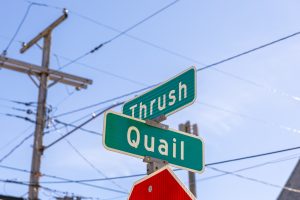 Street signs showing the intersection of Thrush Ave. and Quail Ave.