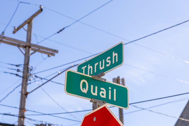 Street signs showing the intersection of Thrush Ave. and Quail Ave.