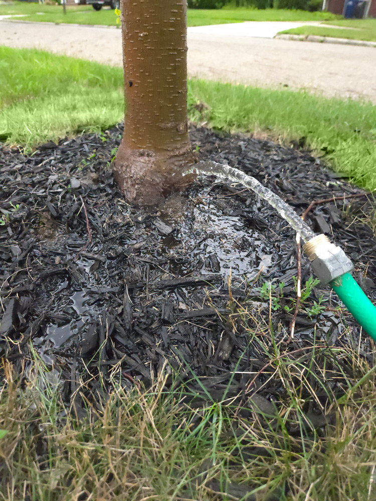 Base of a young tree being watered by a garden hose. Tree base is surrounded by mulch.